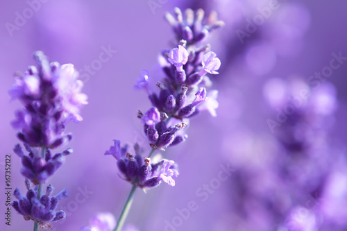 Fototapeta Naklejka Na Ścianę i Meble -  close up shot of lavender flowers