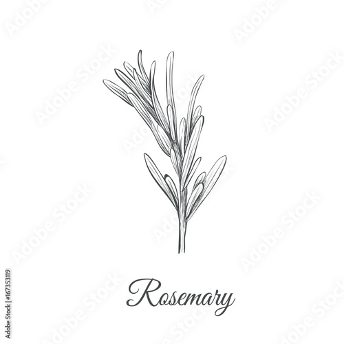Rosemary sketch hand drawing. Rosemary (Rosmarinus cineoliferum) vector illustration