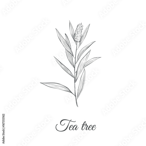 Tea tree sketch branch vector illustration. Tea tree