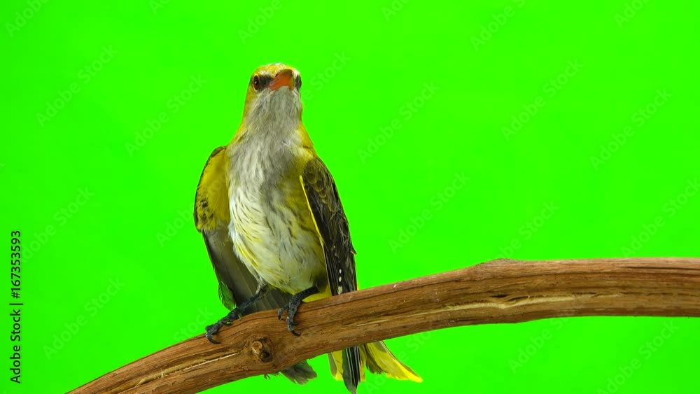Young Eurasian Golden Oriole (Oriolus oriolus) isolated on a green background Young Eurasian Golden Oriole (Oriolus oriolus) isolated on a green background