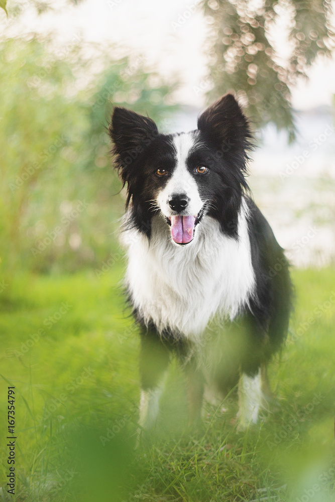 Fototapeta premium border collie dog portrait