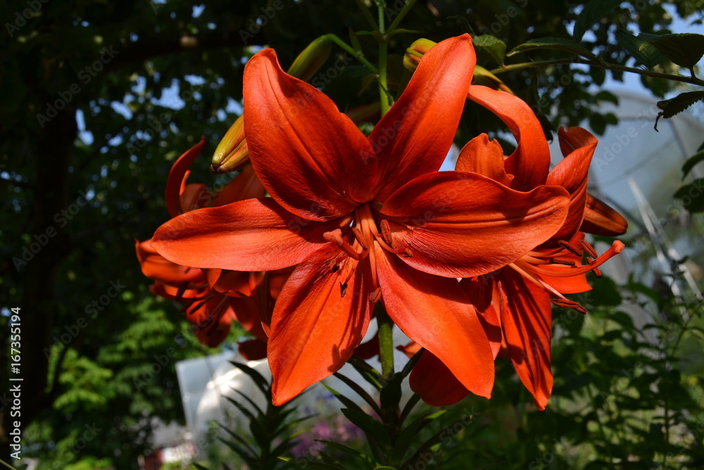orange lily orange lily