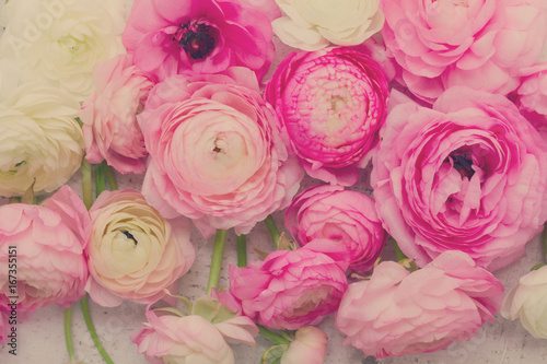 Pink and white fresh ranunculus flowers close up background, retro toned