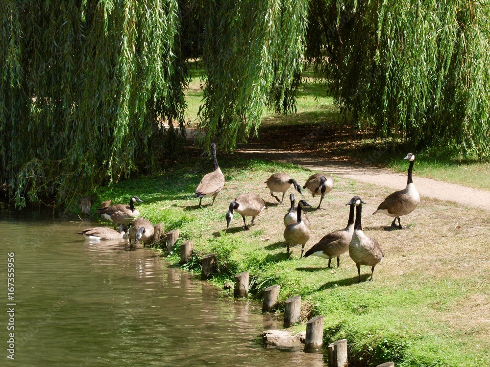 Fototapeta premium Bois de Boulogne/Paris,France
