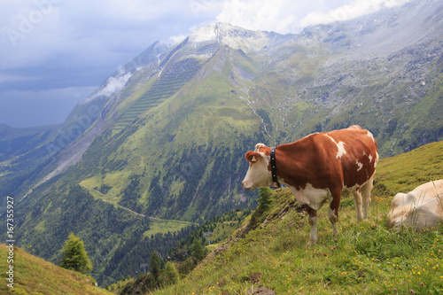 Alpine brown cow on green meadow, Austria