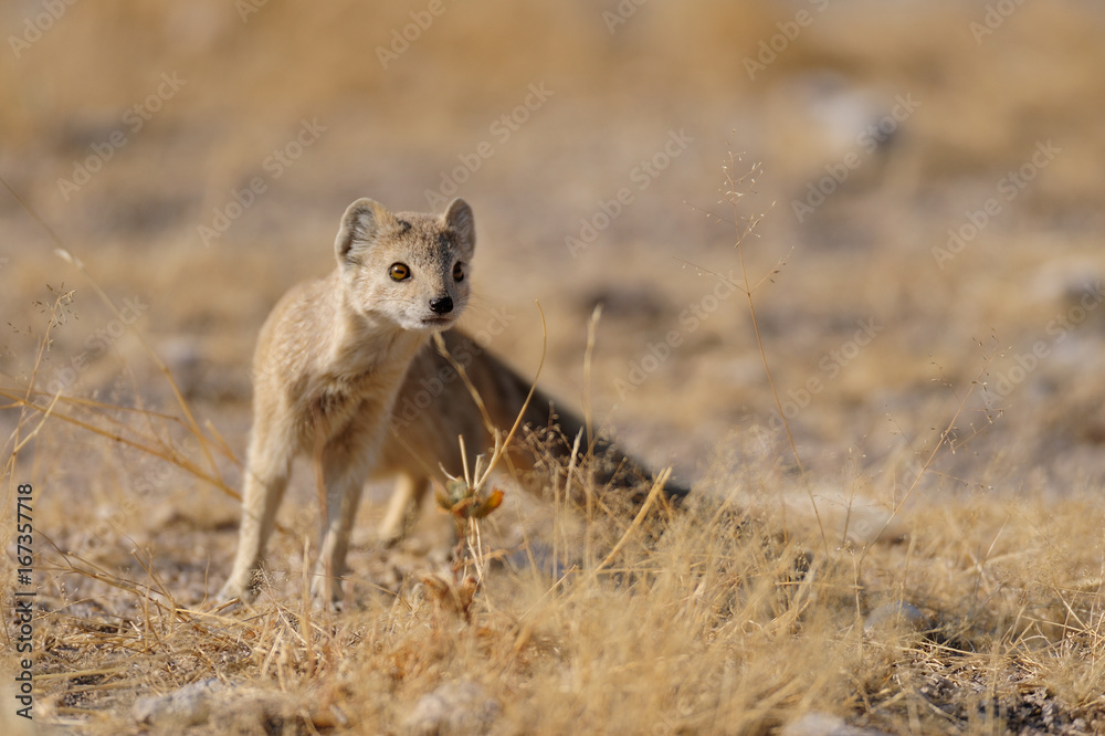 Fototapeta premium Fuchsmanguste, Etosha Nationalpark, Namibia