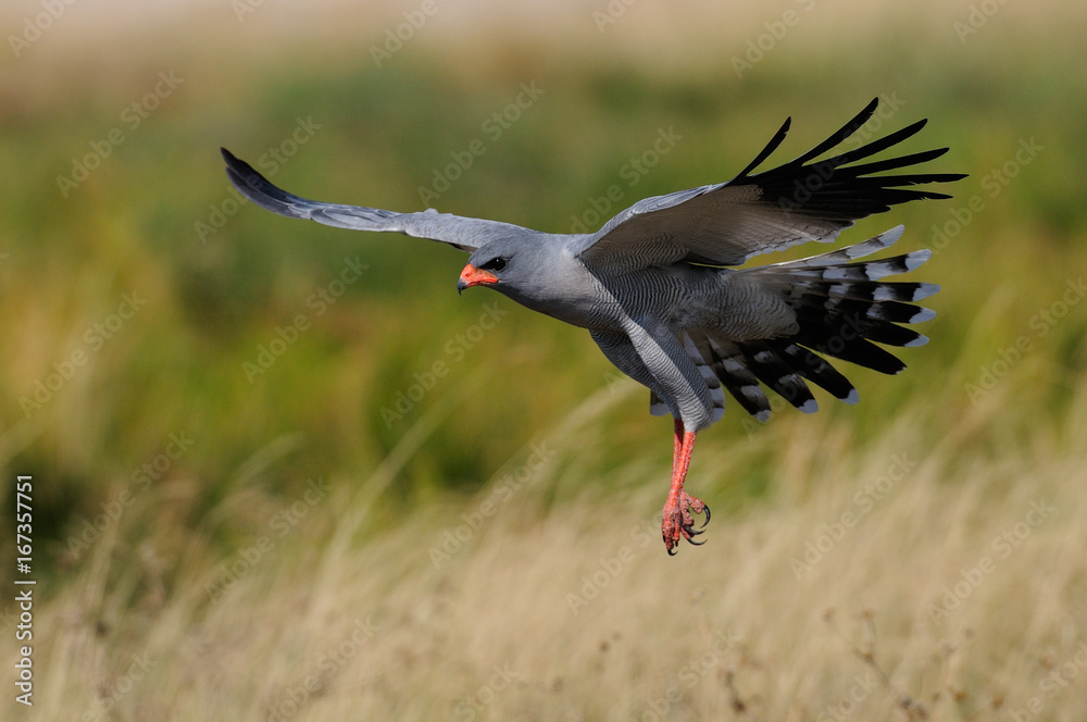Fototapeta premium Weißbürzel Singhabicht im Flug, Etosha Nationalpark, Namibia