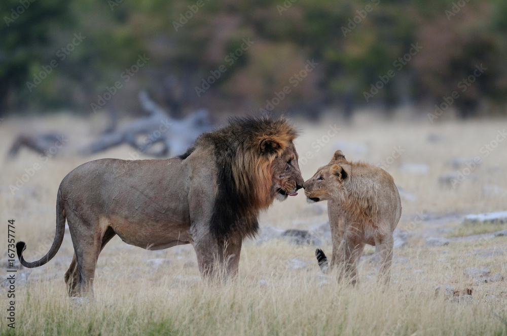 Löwenmännchen, Jung und Alt, Etosha Nationalpark, Namibia Löwenmännchen, Jung und Alt, Etosha Nationalpark, Namibia