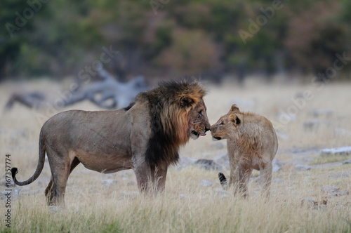 Löwenmännchen, Jung und Alt, Etosha Nationalpark, Namibia