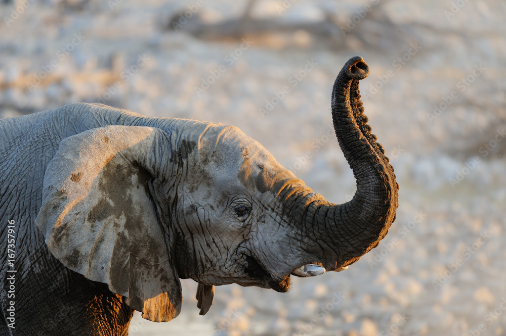 Fototapeta premium Elefant hebt Rüssel, Portrait, Etosha Nationalpark, Namibia,