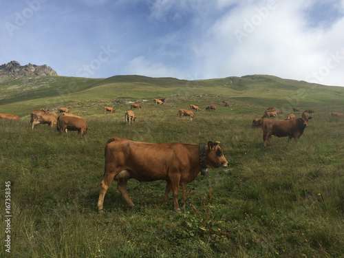 Vaches au pays de Beaufortain