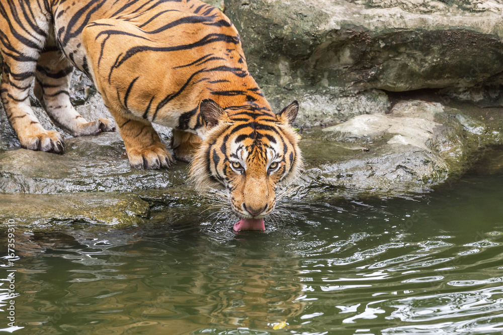 Fototapeta premium Bengal tiger be thirsty crouch drinking water in the lake