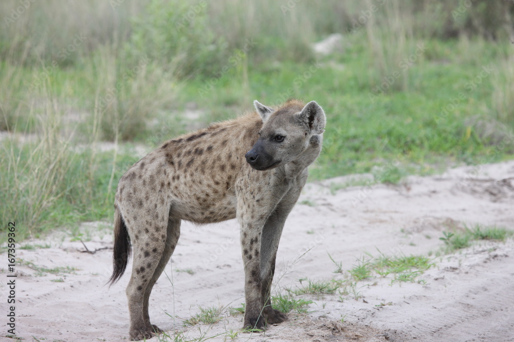 Hyena Kenya Africa savannah wild animal mammal Hyena Kenya Africa savannah wild animal mammal