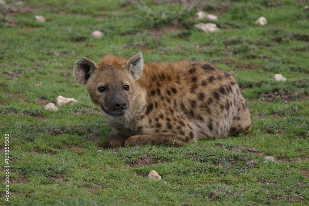 Hyena Kenya Africa savannah wild animal mammal Hyena Kenya Africa savannah wild animal mammal