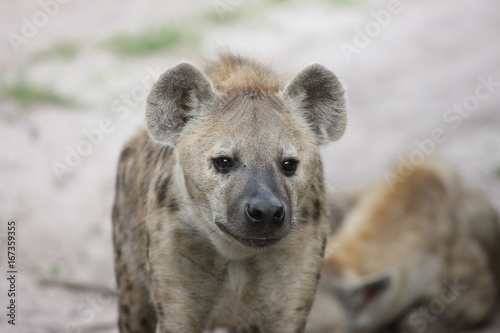 Hyena Kenya Africa savannah wild animal mammal