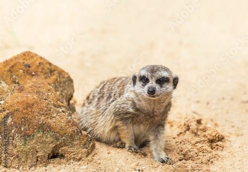 meerkat (suricata suricatta ) is looking alert  the rock