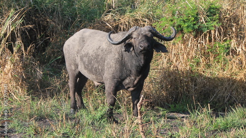 Large black buffalo on green grass.