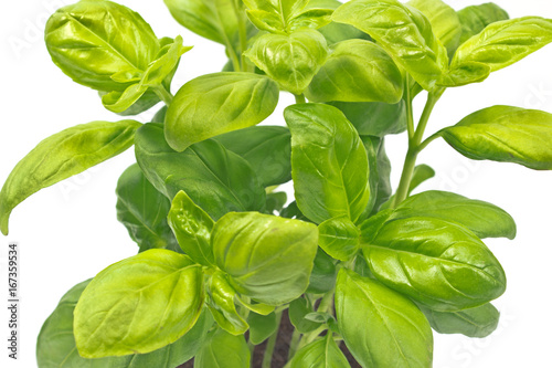 Basil herb on  a white background