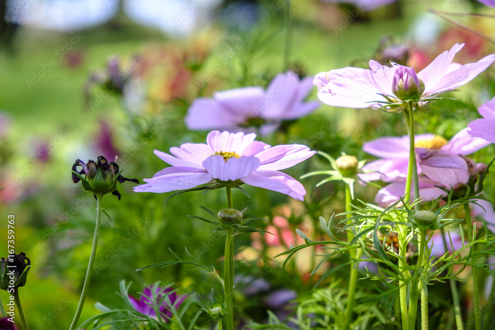 Obraz premium Summer wildflowers landscape