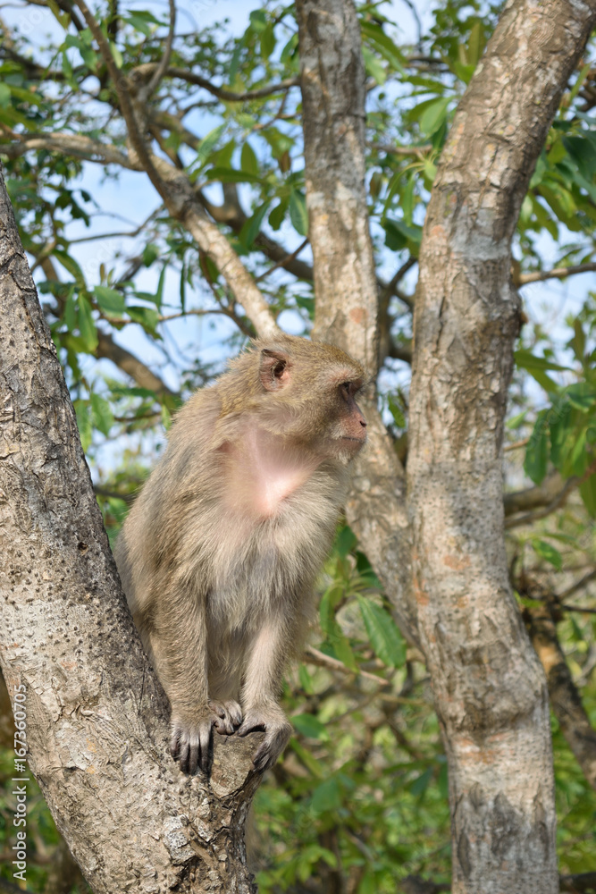 Monkey Monkey