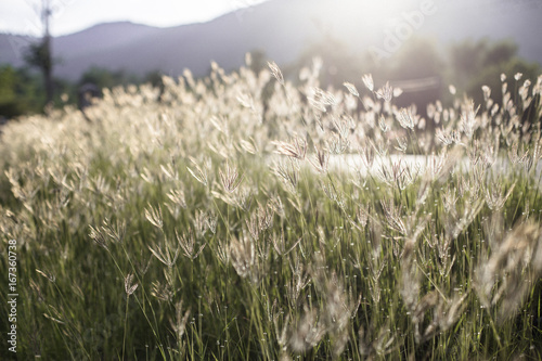 Beautiful nature landscape Alpine meadow. Grass closeup with sunbeams