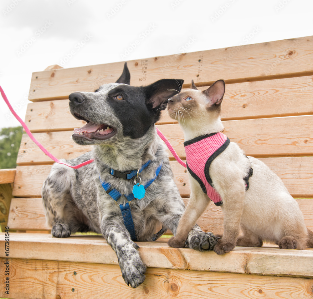 Fototapeta premium Siamese kitten and a Texas Heeler on a wooden park bench, looking up to the left