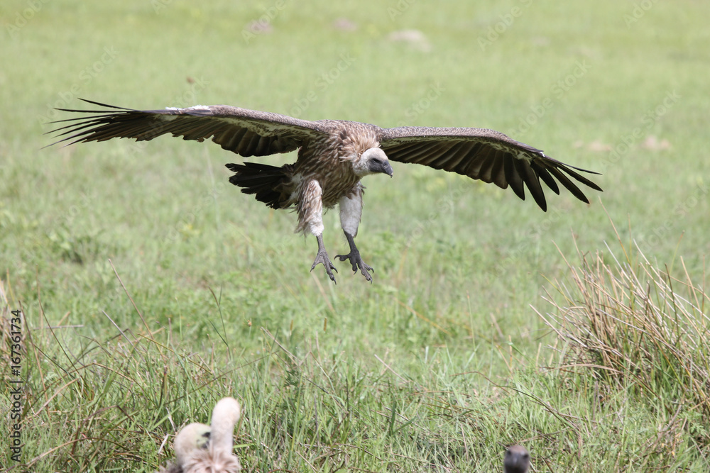 Wild Griffon Vulture Africa savannah Kenya dangerous bird Wild Griffon Vulture Africa savannah Kenya dangerous bird