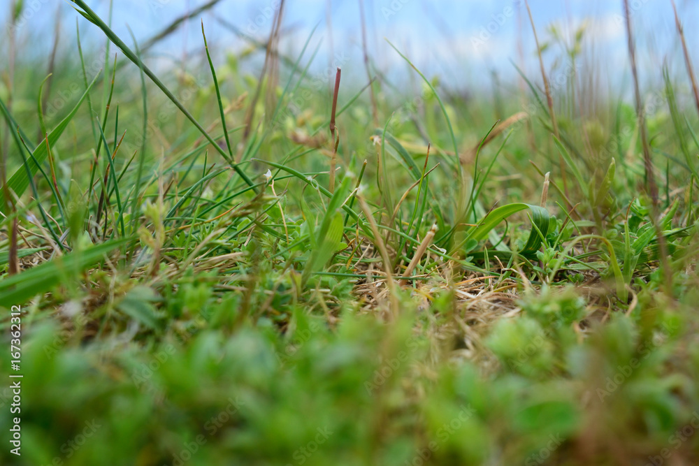 Grass Grass