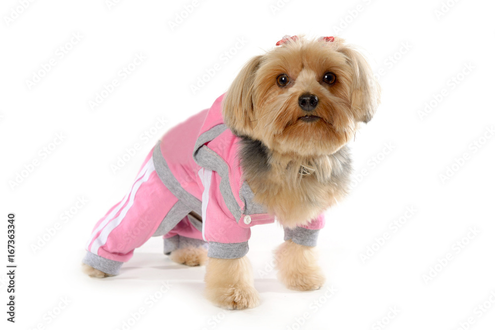 fitness dog wearing gym clothes on white background Stock Photo | Adobe  Stock
