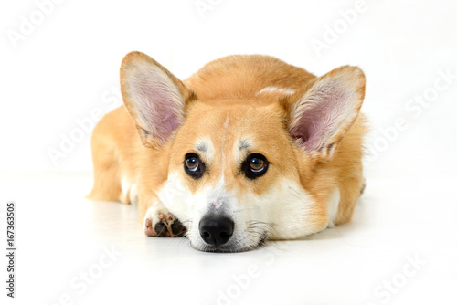 dog welsh corgi lying down and observing on white background