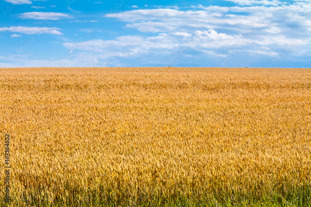 Summertime landscape - wheat field against the sky with clouds background