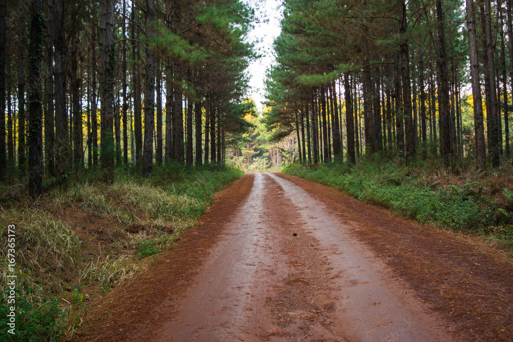 Fototapeta premium Paisajes con caminos