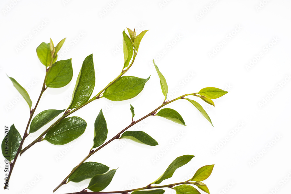 Obraz premium Green branch with leaves.