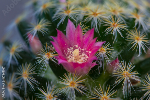 Close up cactus plants in garden