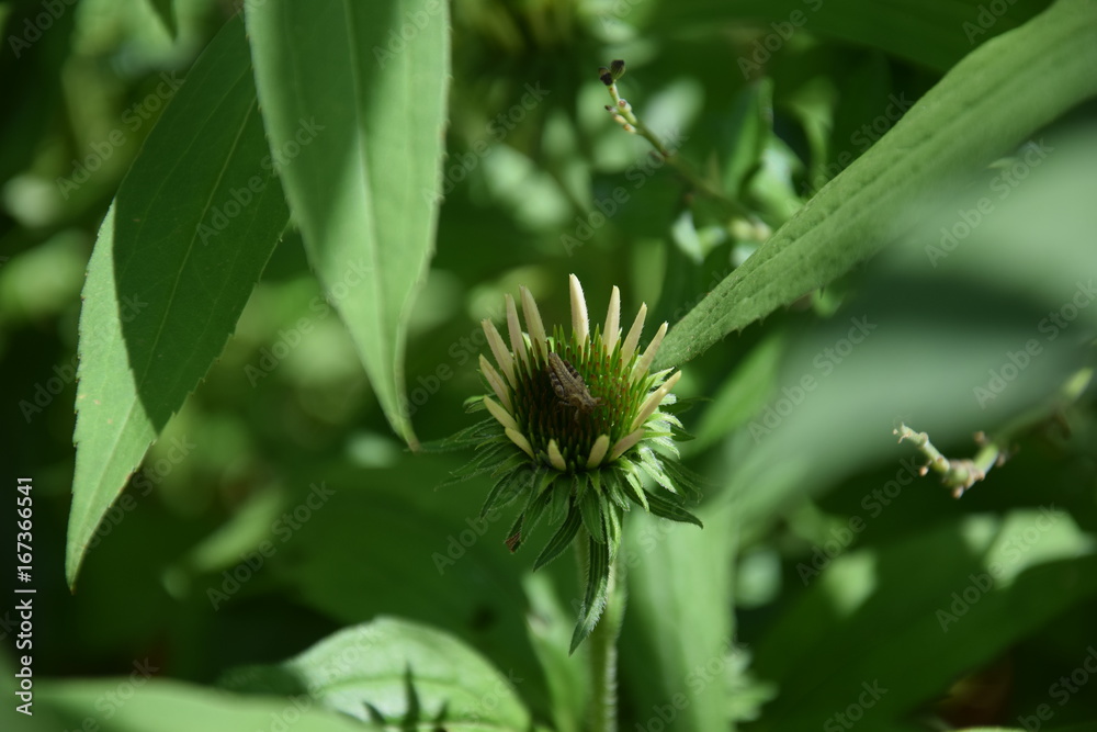 sauterelle sur Echinacea purpurea, Rudbeckia pourpre sauterelle sur Echinacea purpurea, Rudbeckia pourpre