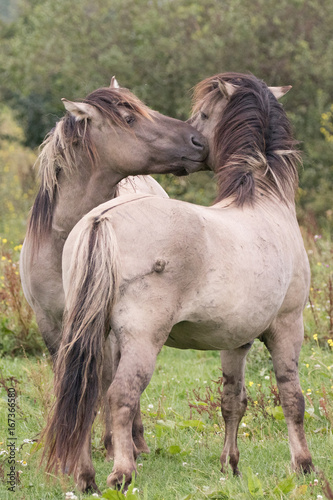 a Pair of Konik Horses