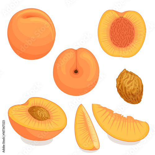 An image of a peach from different directions. Vector illustration. Whole, half and sliced peach with bone.
