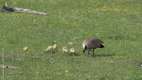 Mother Canada Goose with chicks in field as young mimmic her actions photo