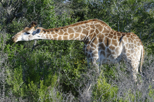 Giraffe, South Africa