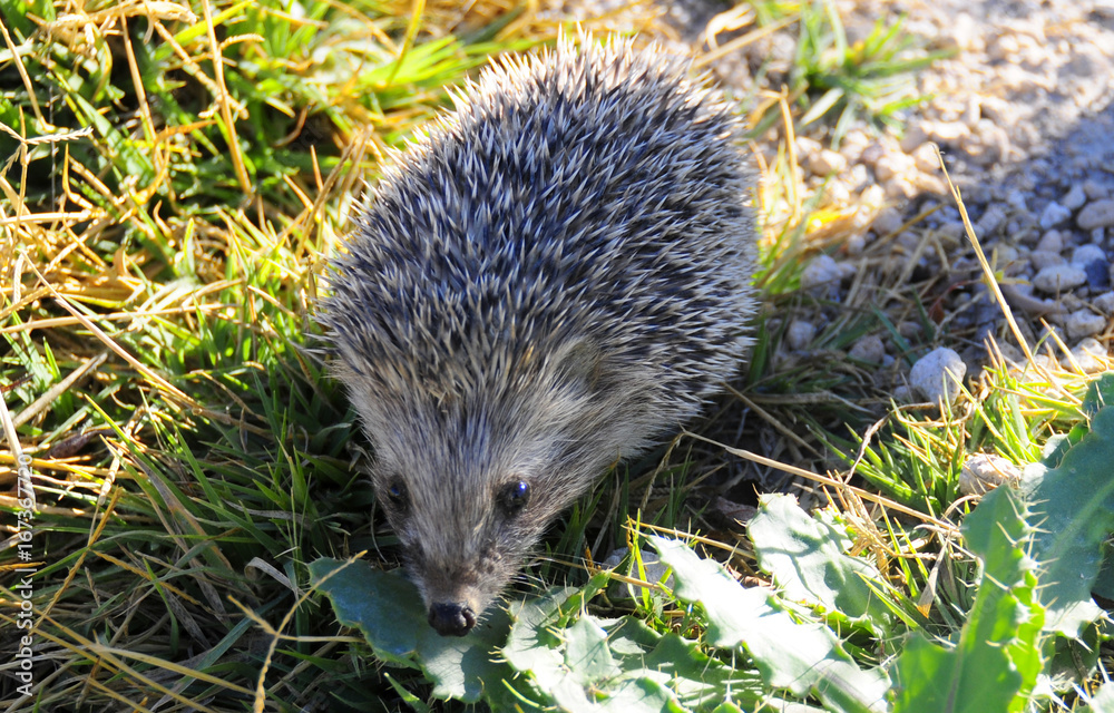 Fototapeta premium A hedgehog in the nature