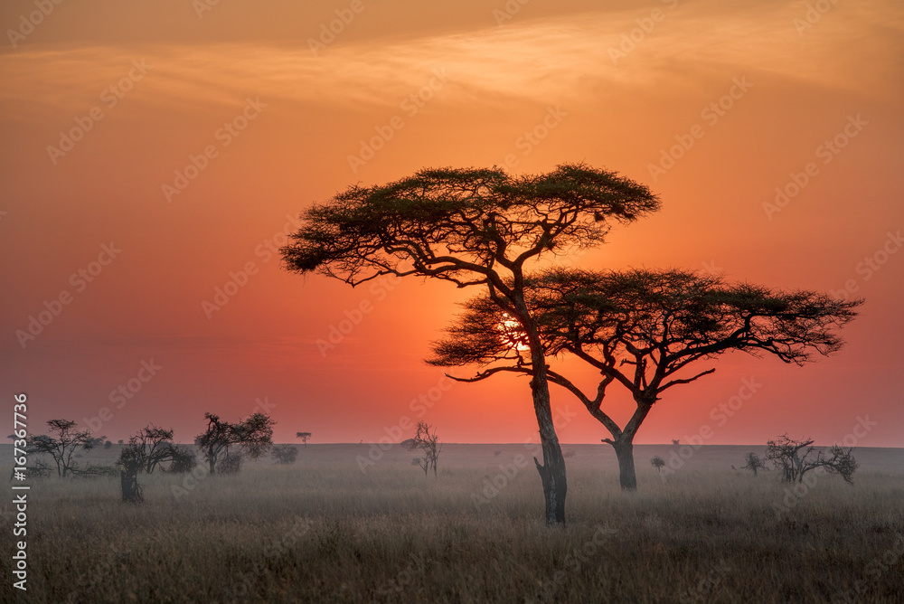Fototapeta premium time to sunrise at serengiti nutural park from tanzania very beautiful should go there to take a photo