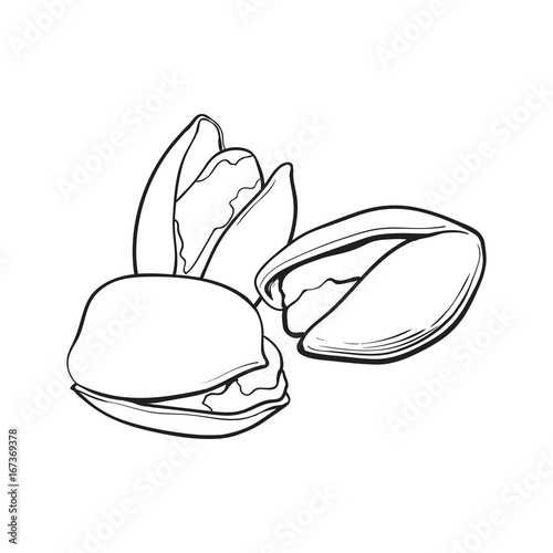 Group of black and white pistachio nuts, shelled and unshelled, sketch style vector illustration isolated on white background. Realistic hand drawing of pistachio nuts