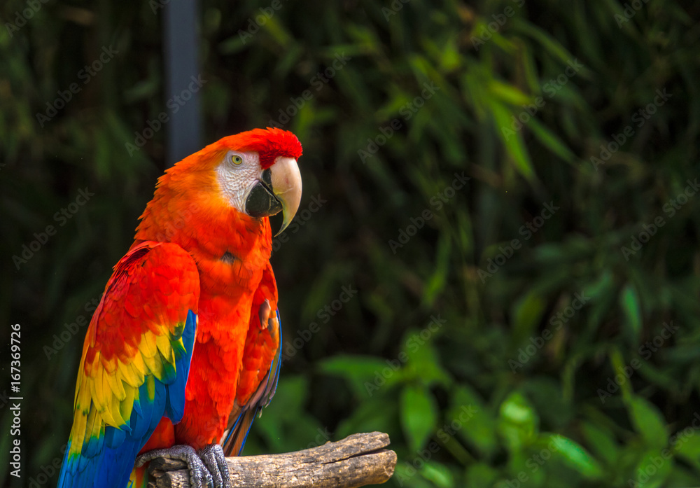 parrot on stick portrait