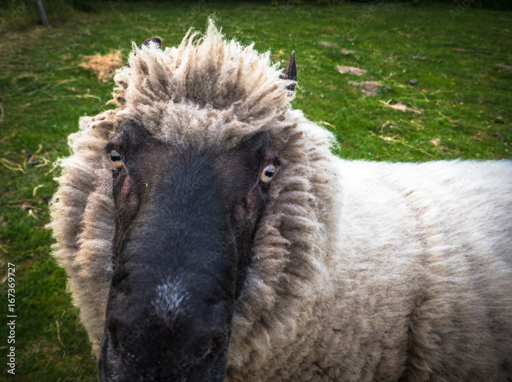 Naklejka premium Sheep close up