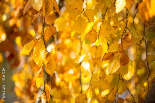 Colors of autumn