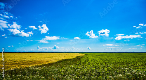 in the field combines rye and corn. Yin-Yang