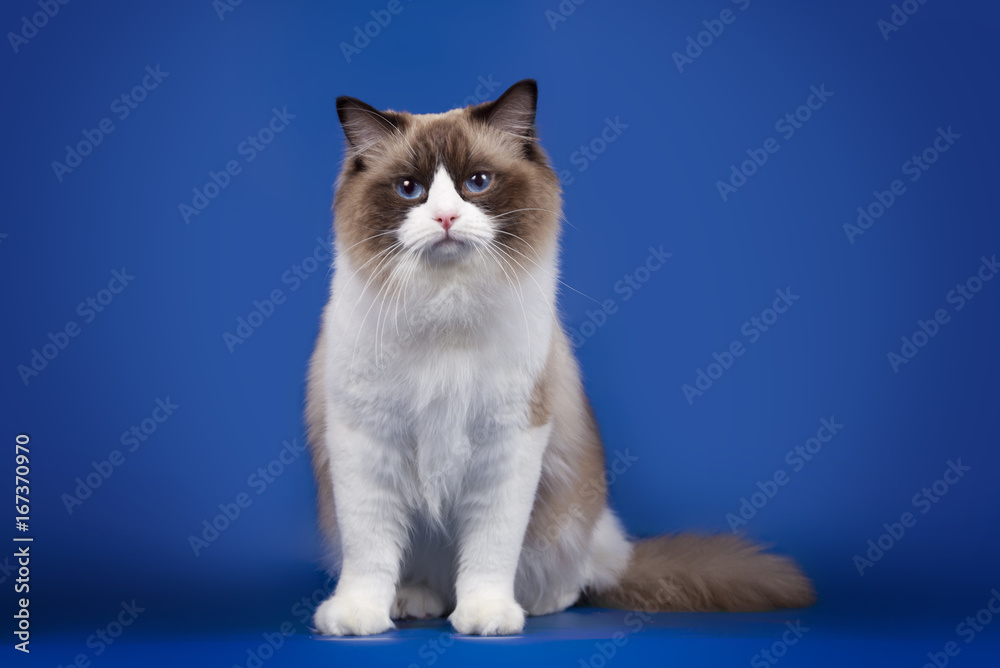 A rag doll of a cat on a blue background.