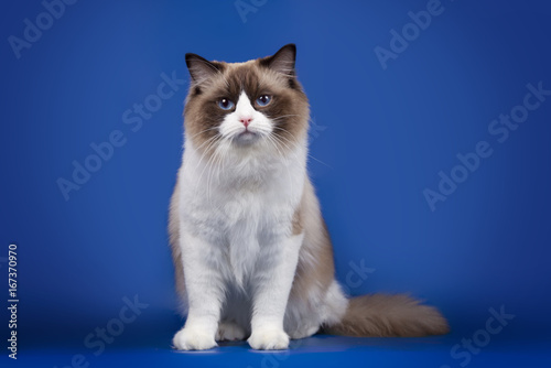 A rag doll of a cat on a blue background.