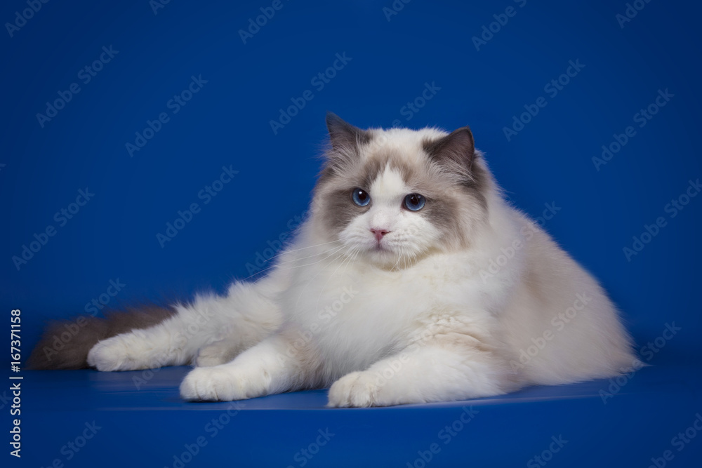 A rag doll of a cat on a blue background.