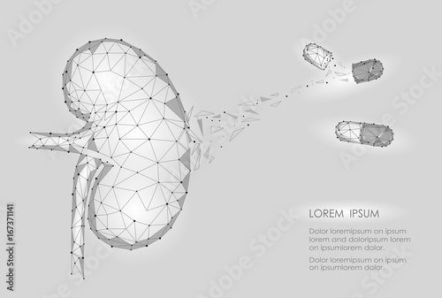 Kidney internal organ men 3d low poly geometric model. Urology system medicine disease treatment drug capsule. Future science technology polygonal geometric wire mesh vector illustration